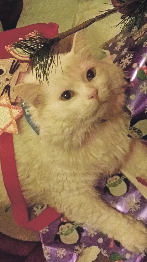/images/uploads/the santa fe new mexican/santafepetcontest-2025/entries/31697thumb.jpg